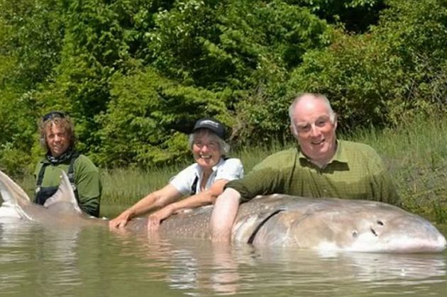 Guinness Book: The biggest fish (sturgeon) in the world