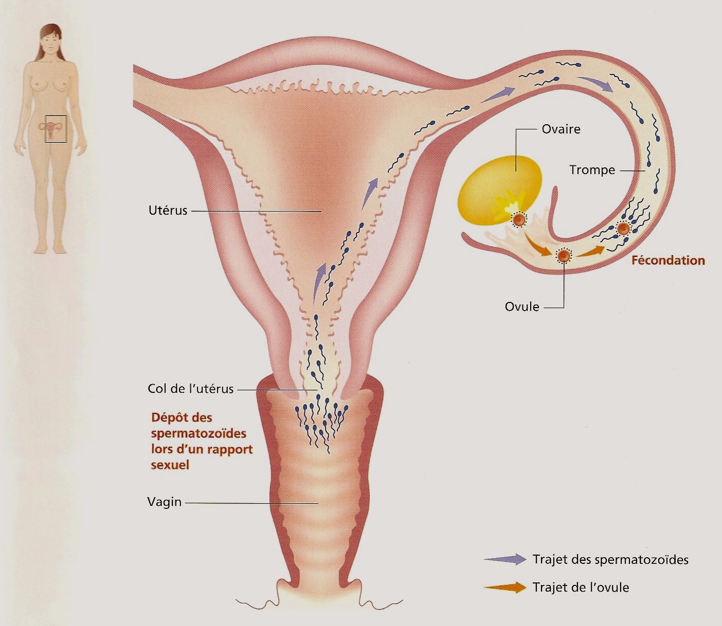сперма попадает в матку при беременности (120) фото