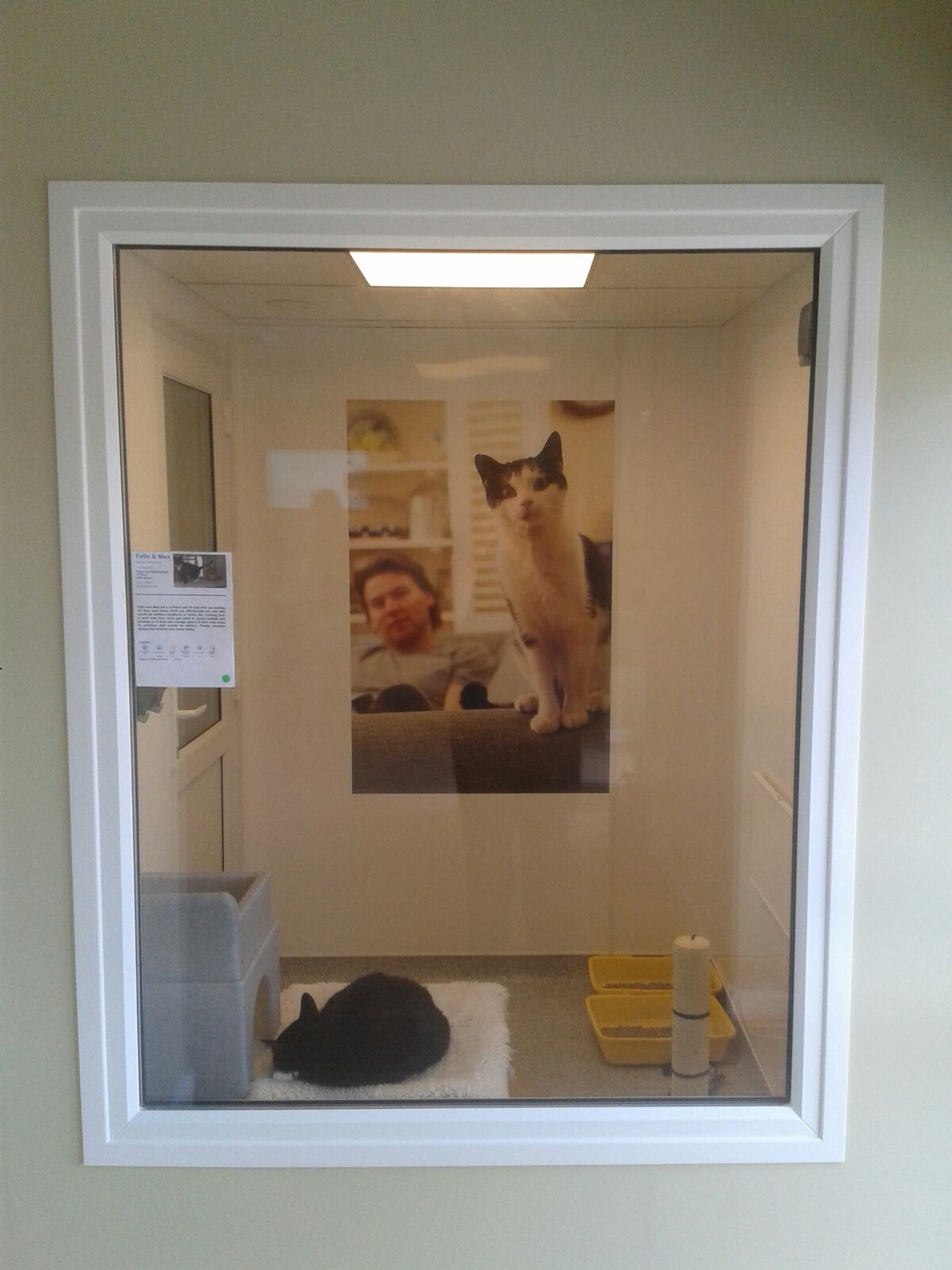 Taunton And Wellington Cats Protection Taunton And Wellington Cats Protection