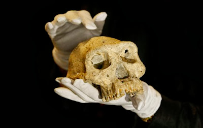 1.8M-year-old skull gives glimpse of our evolution 1.8M-year-old skull gives glimpse of our evolution