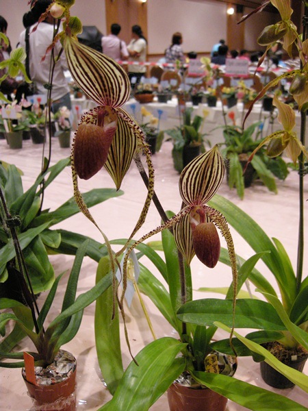 PaphYeo: Paphiopedilum Show in Bangkok - others.