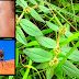 The Various Healing Benefits of the Plant Tawa-Tawa That Everyone Should Know