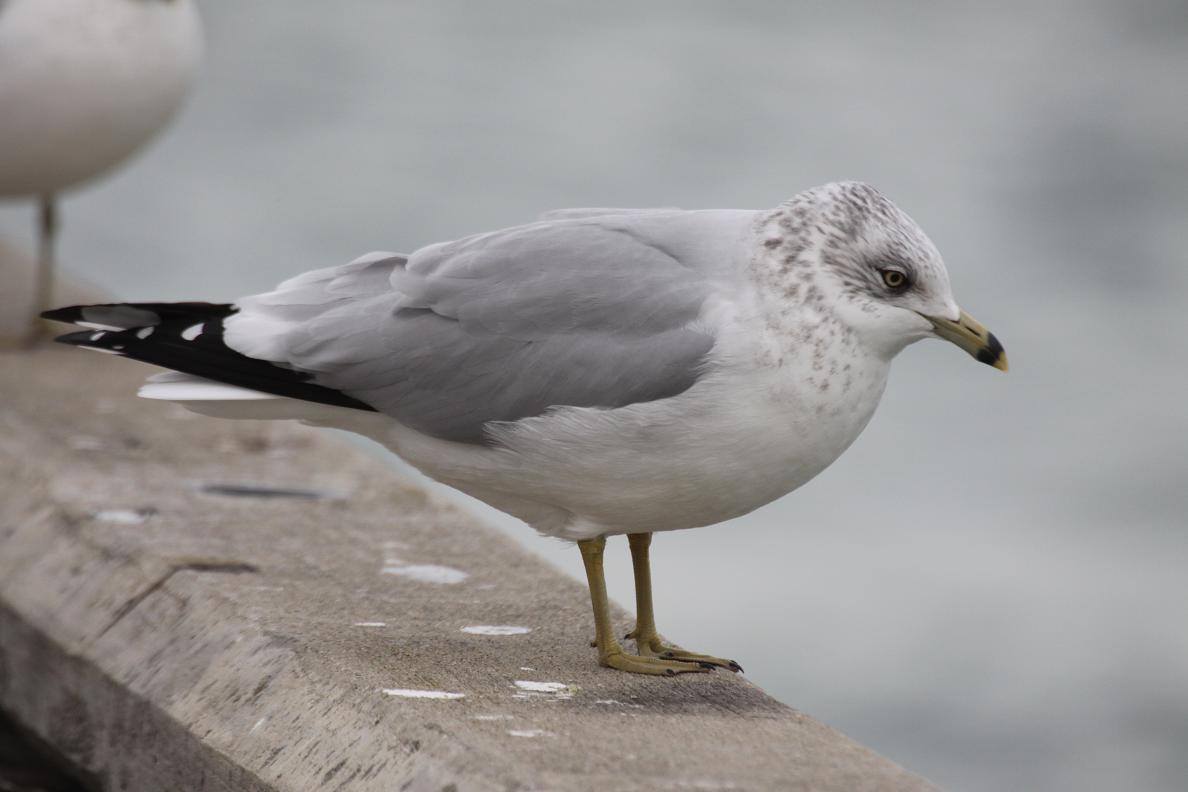 Michigan Exposures Some Seagulls
