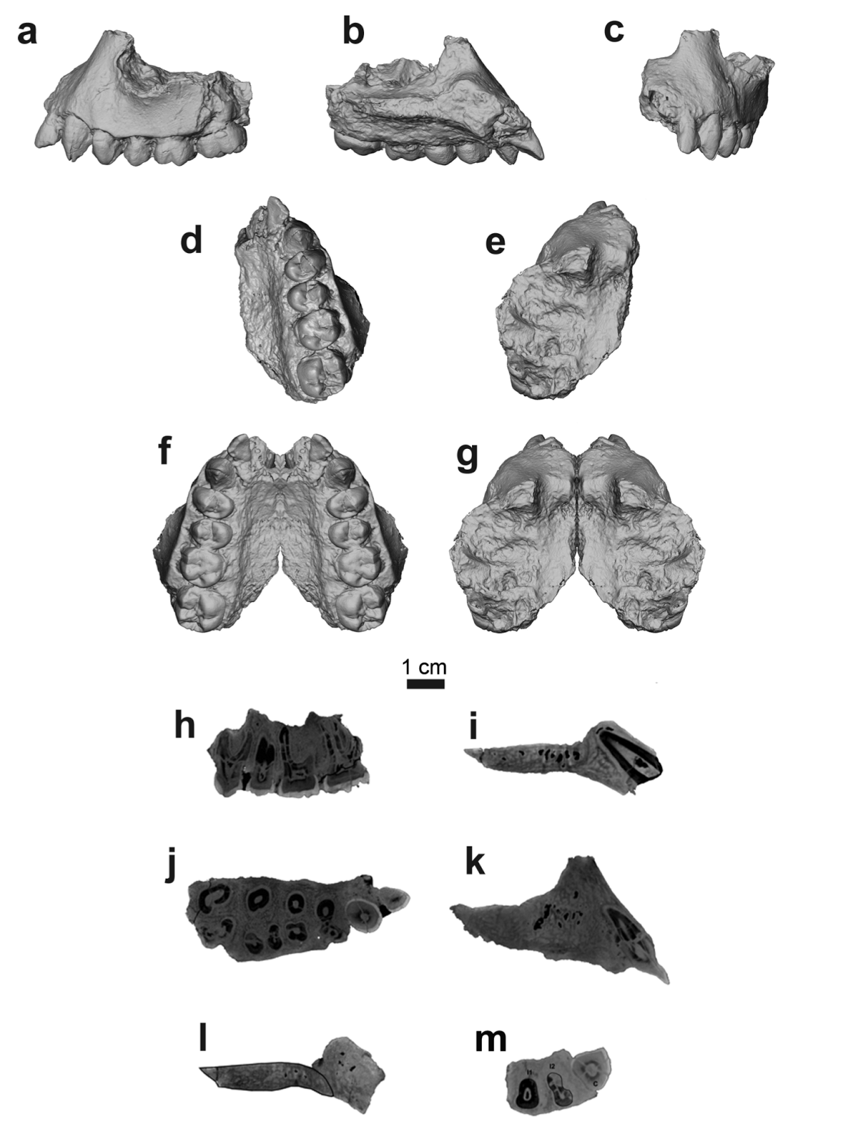 Paleoantropología hoy Australopithecus deyiremeda nueva especie