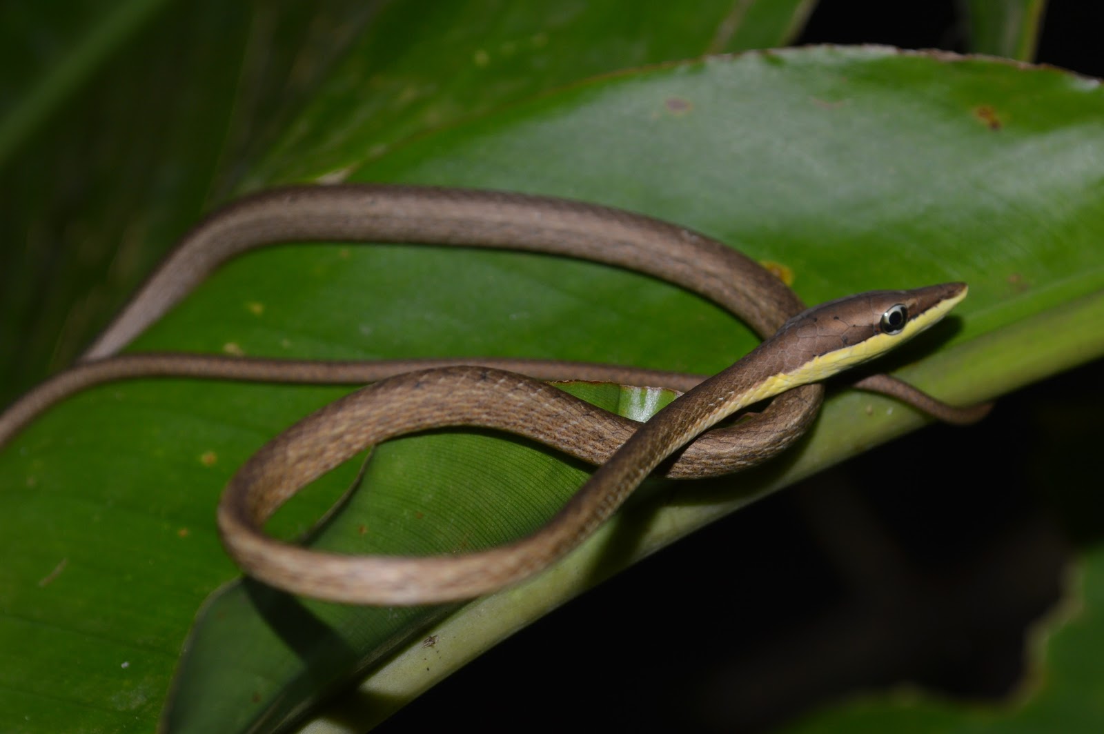 The Spectacular Snakes of the Main Ridge Reserve