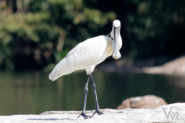 Eurasian spoonbill Eurasian spoonbill