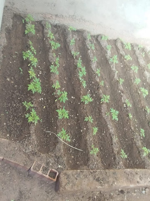 Die selbstgezogenen Tomaten im Gewächshaus wachsen prächtig