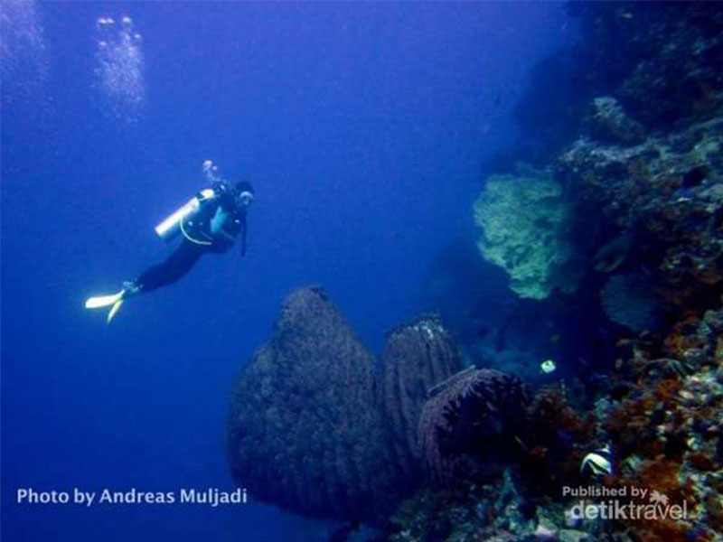Penyelam menikmati keindahan bawah air Batu Kapal