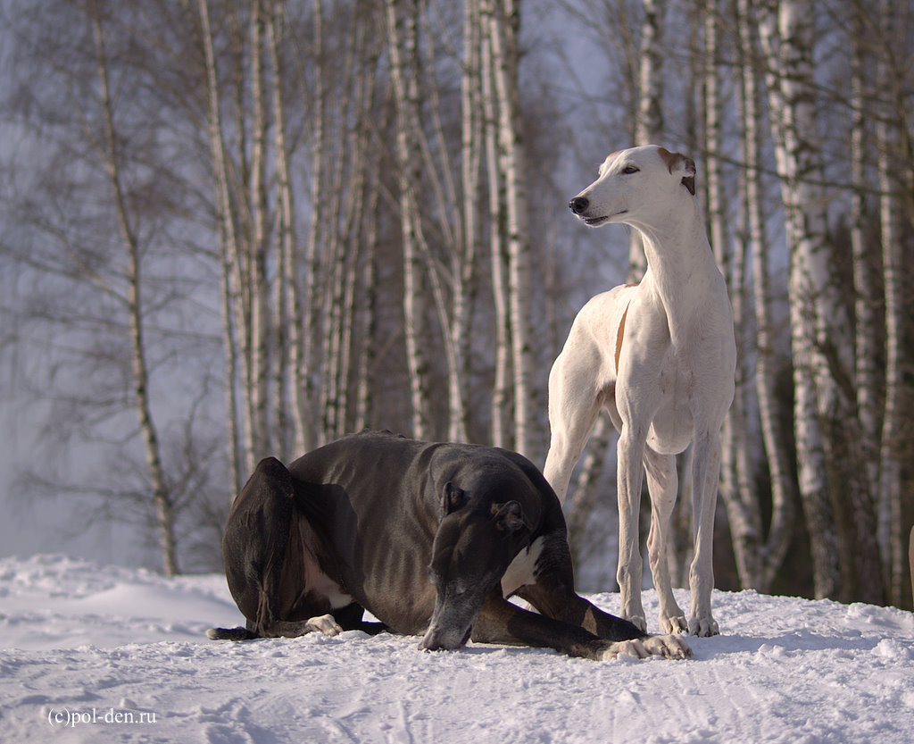 1. Мясо высокого качества
