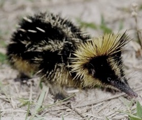 Streaked Tenrec Facts Amazing facts Streaked Tenrec