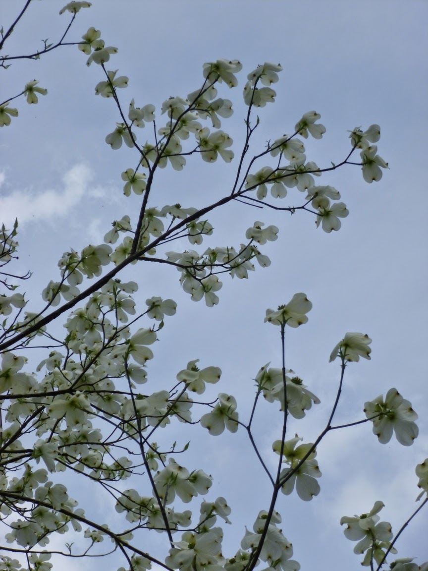 Cornus florida "Xanthocarpa" flowers against a blue April sky
