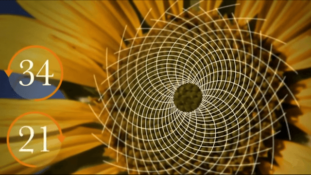 fibonacci-sunflower