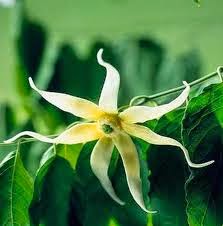 ylangylang flor