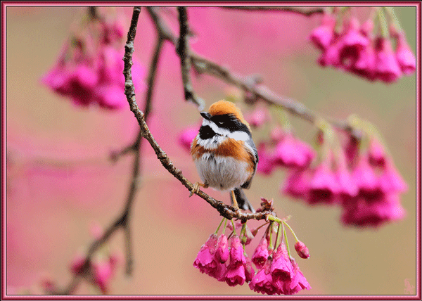 spring giff - Page 2 81386-Animated-Spring-Bird