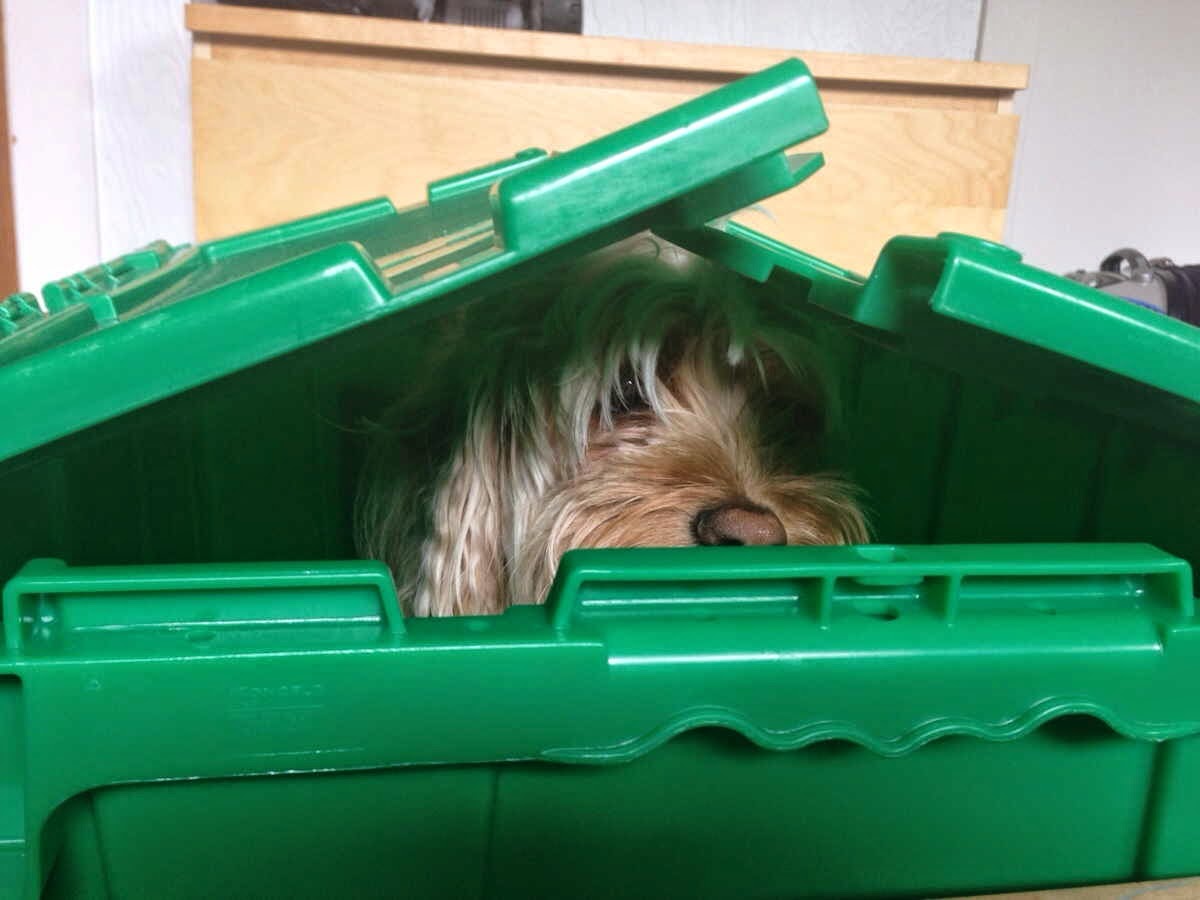 Cute dogs part 55 (50 pics) Amazing Creatures