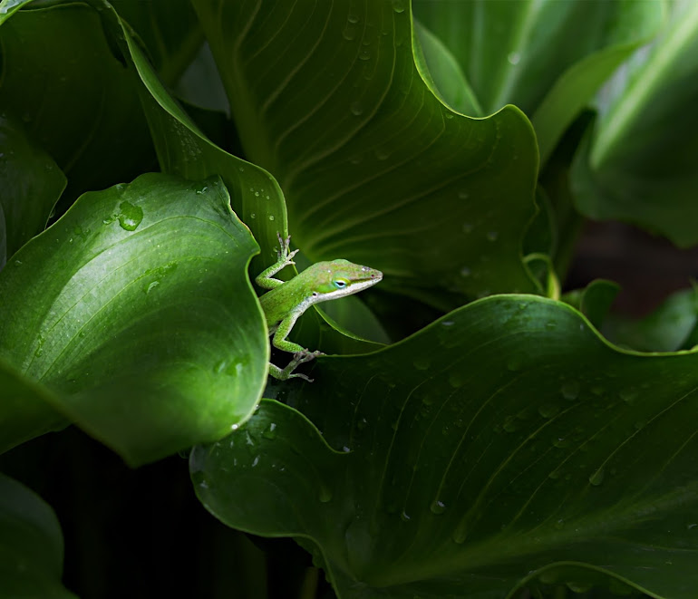 Camo Lizard