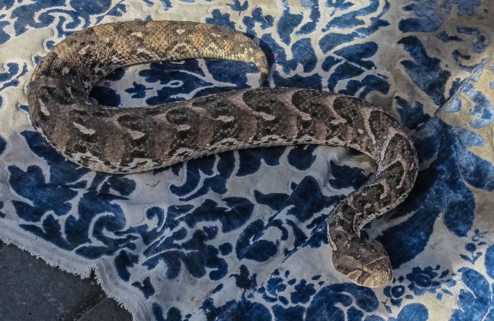 Cannundrums Snake Charmers of Morocco Egyptian Cobras and Puff Adders