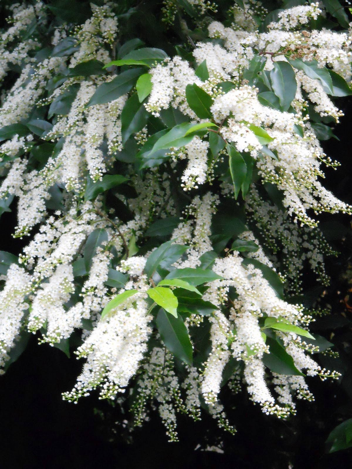 Spit & Vinegar Our Portuguese Laurel tree