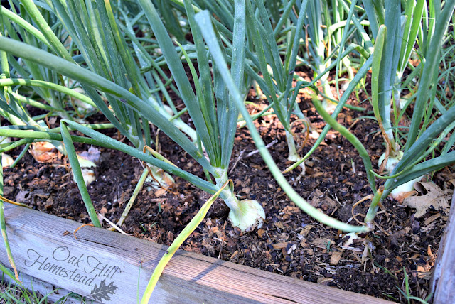 A raised bed planted with onions.