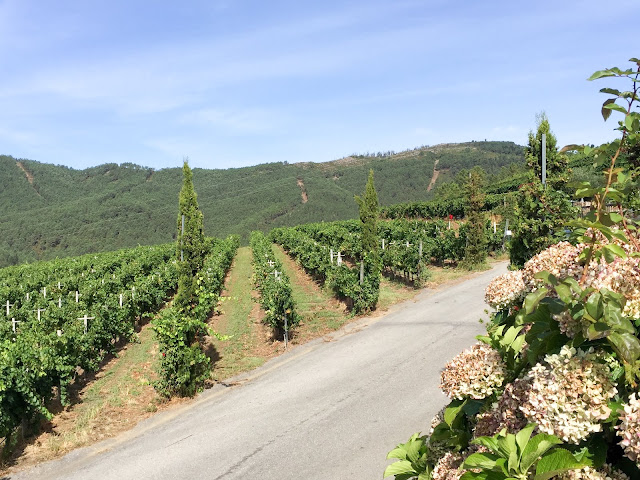 Viñedos Altos Torona Viñedos Altos Torona
