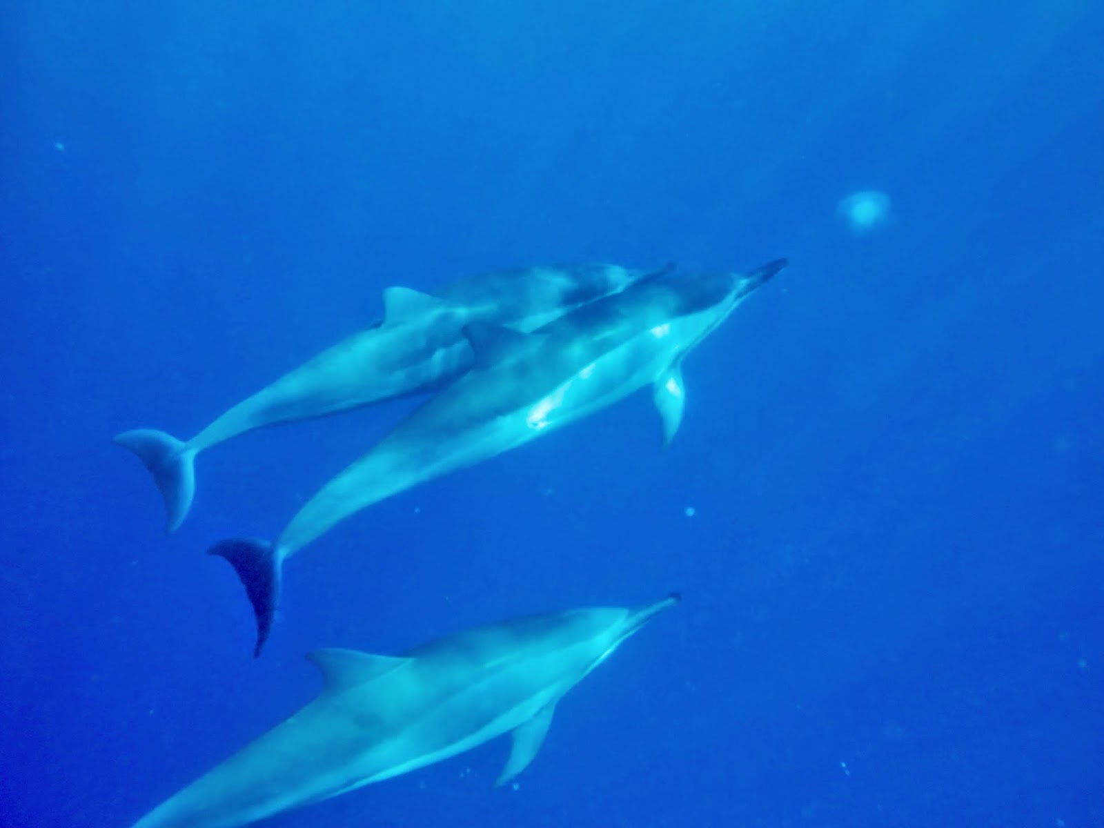 Swim with Dolphins, Snorkel with Manta Rays, Whale Watching, Boat Tours