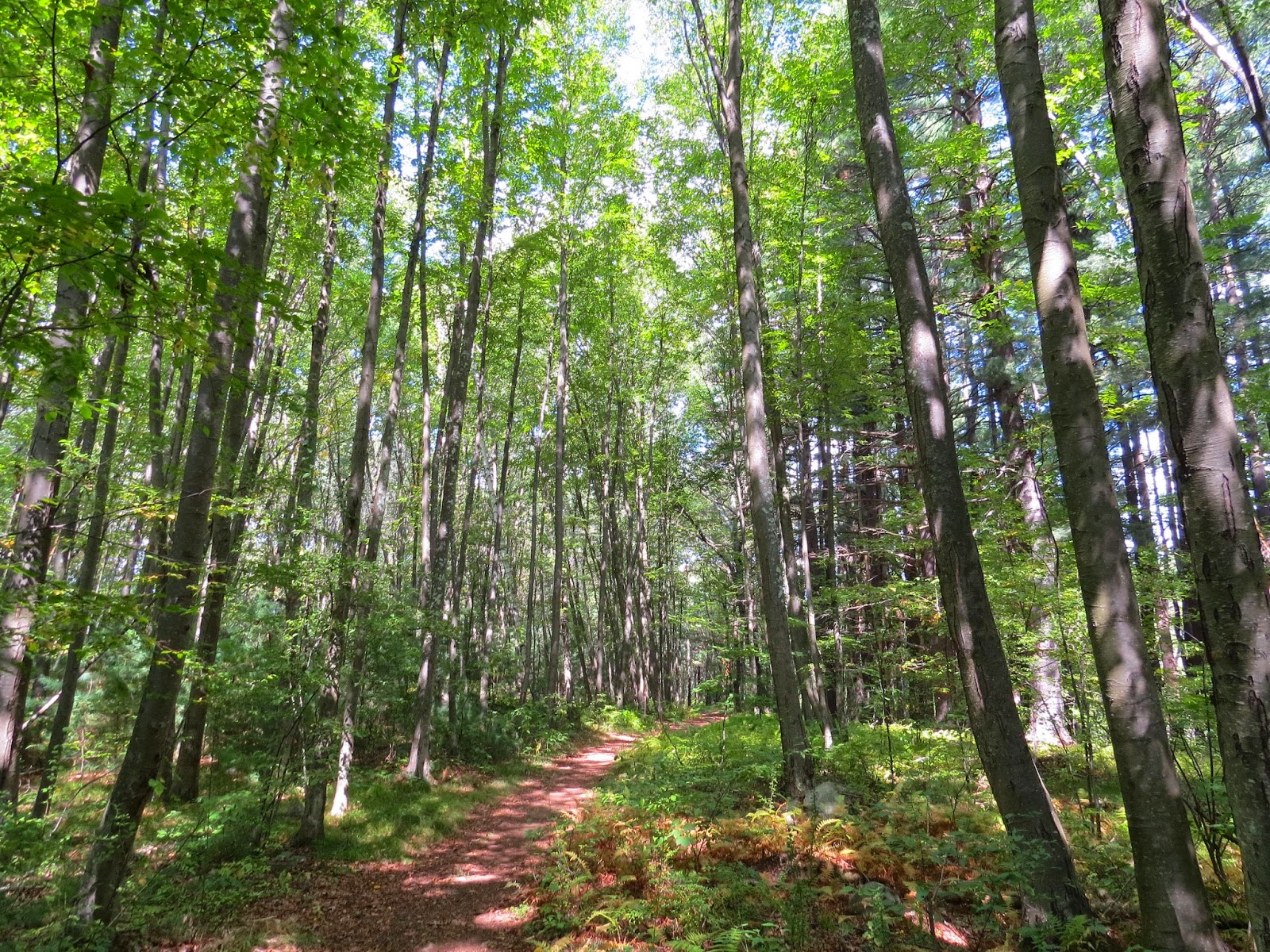Things with Wings Back to Beals Preserve