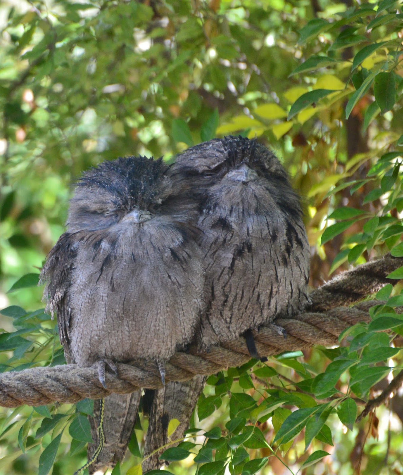 Picture of the strange Australian tawny frogmouth. Picture of the strange Australian tawny frogmouth.