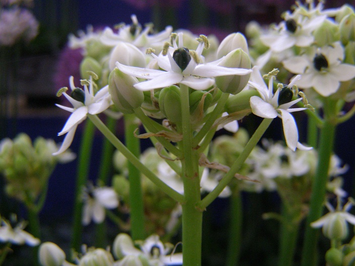 The Constant Gardener Malvern flowers