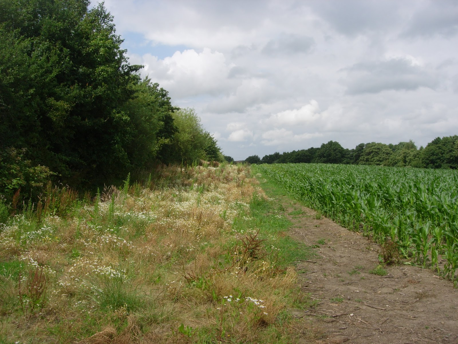 Hedge End Blogger Hedge End's Future A Lib Dem Concrete Jungle (Part 1)