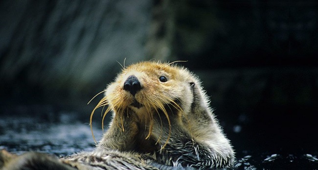 Mengenal Lebih Dekat Otter Untuk Hewan Peliharaan Wikiotter