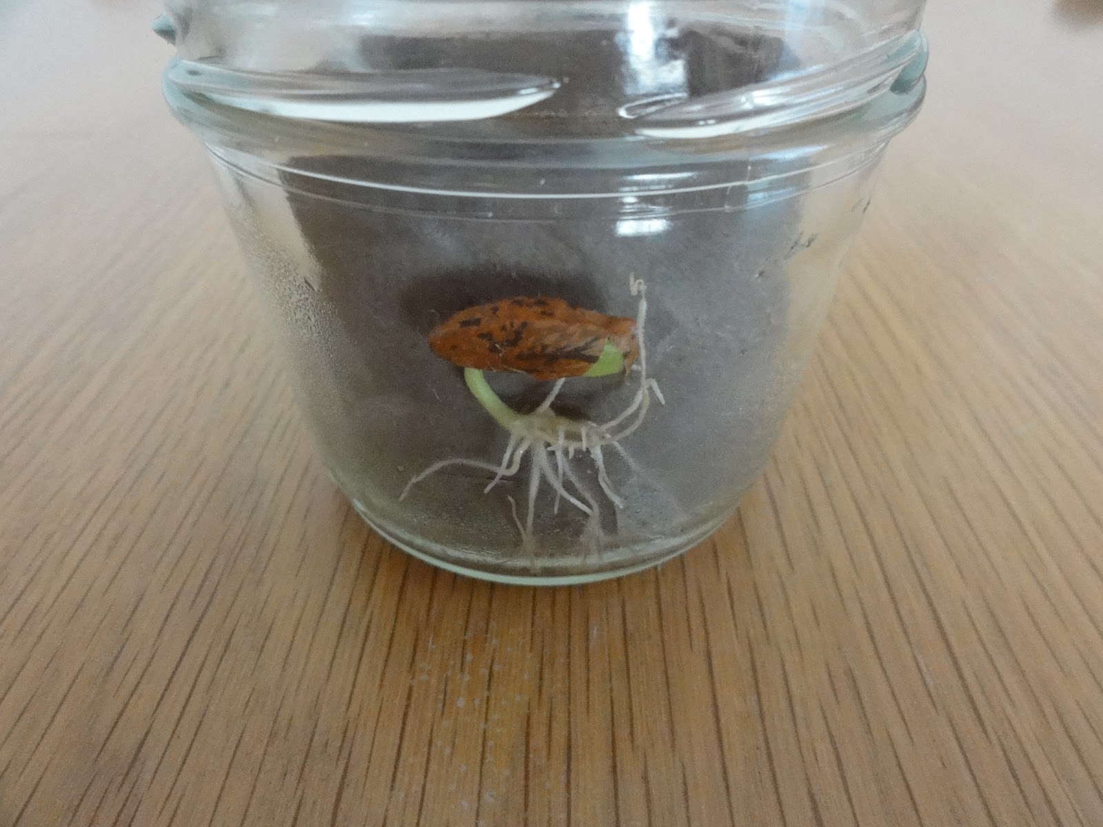 Keimlinge: Keimlinge (gepflanzt)