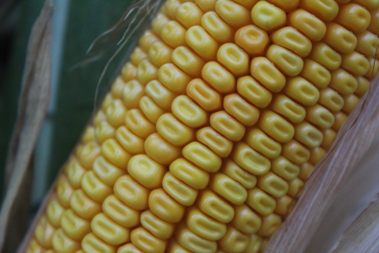 Nebraska Corn Kernels