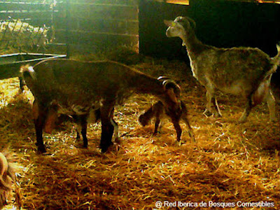 cabras en los bosques comestibles carolina gardiol arquitectura comestible