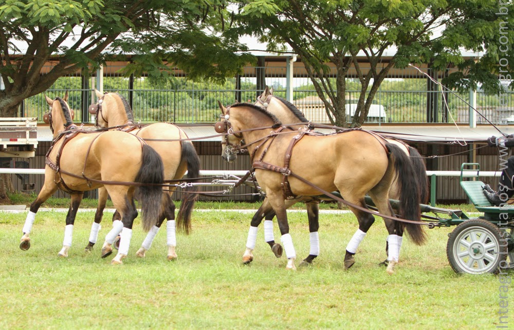 Cagliostro Interagro, Demócrito Interagro, Comanche Interagro & Crispim Interagro