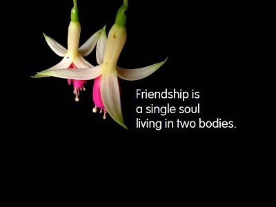 Inspirational Quotes About Friendship Inspirational Quotes About Friendship