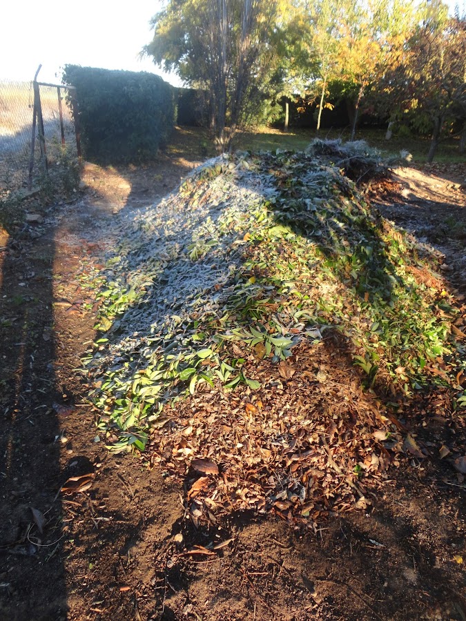 ESCARCHA SOBRE EL COMPOST. HELADA BLANCA SOBRE EL COMPOST.