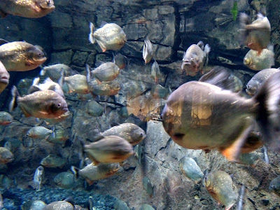 Mengunjungi Jakarta Aquarium Neo Soho Mengunjungi Jakarta Aquarium Neo Soho