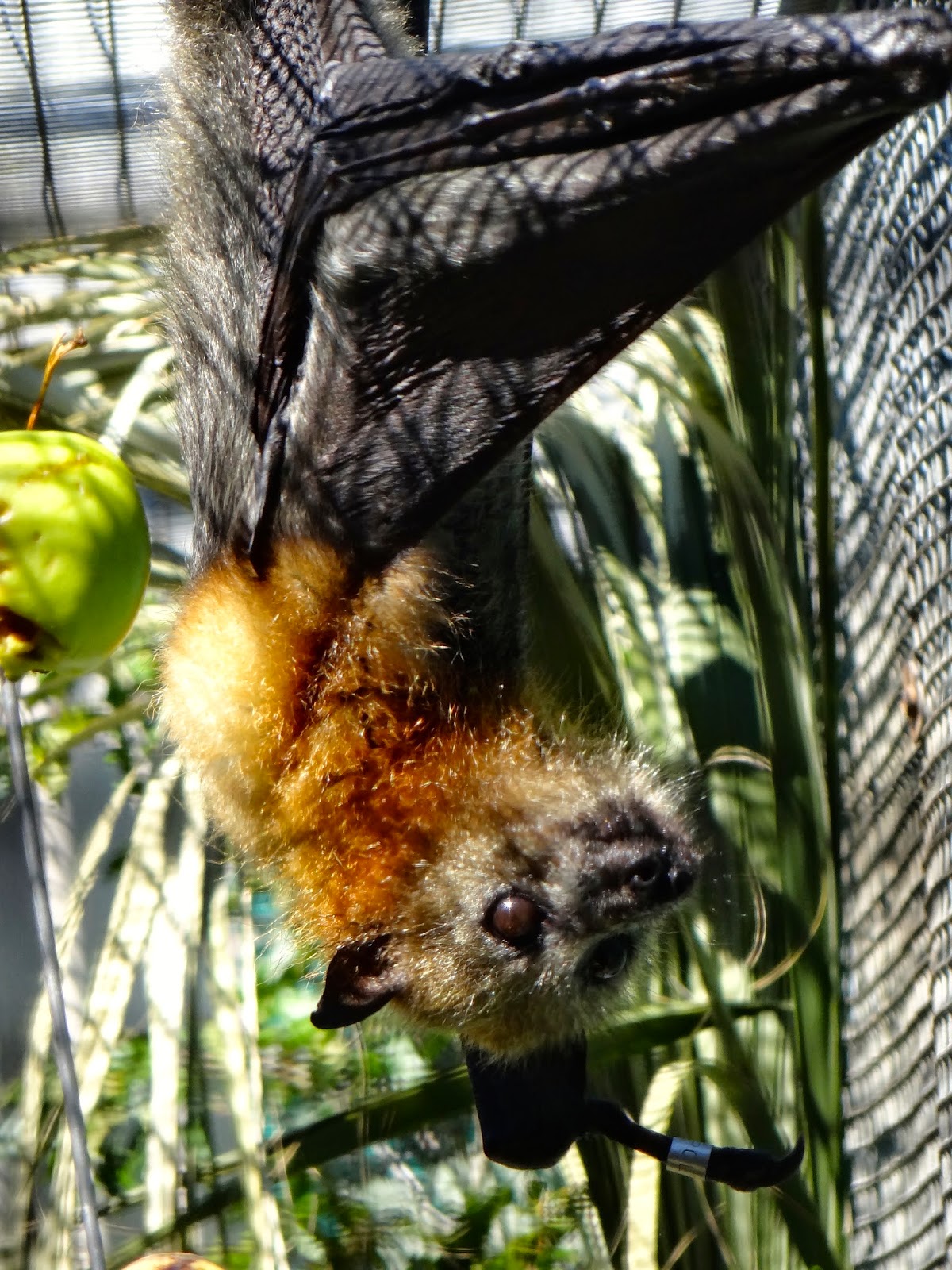 Pitbulls & Paints Lubee Bat Conservancy, Gainesville, FL