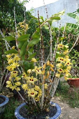 Cây Dendrobium Gatton Sunray