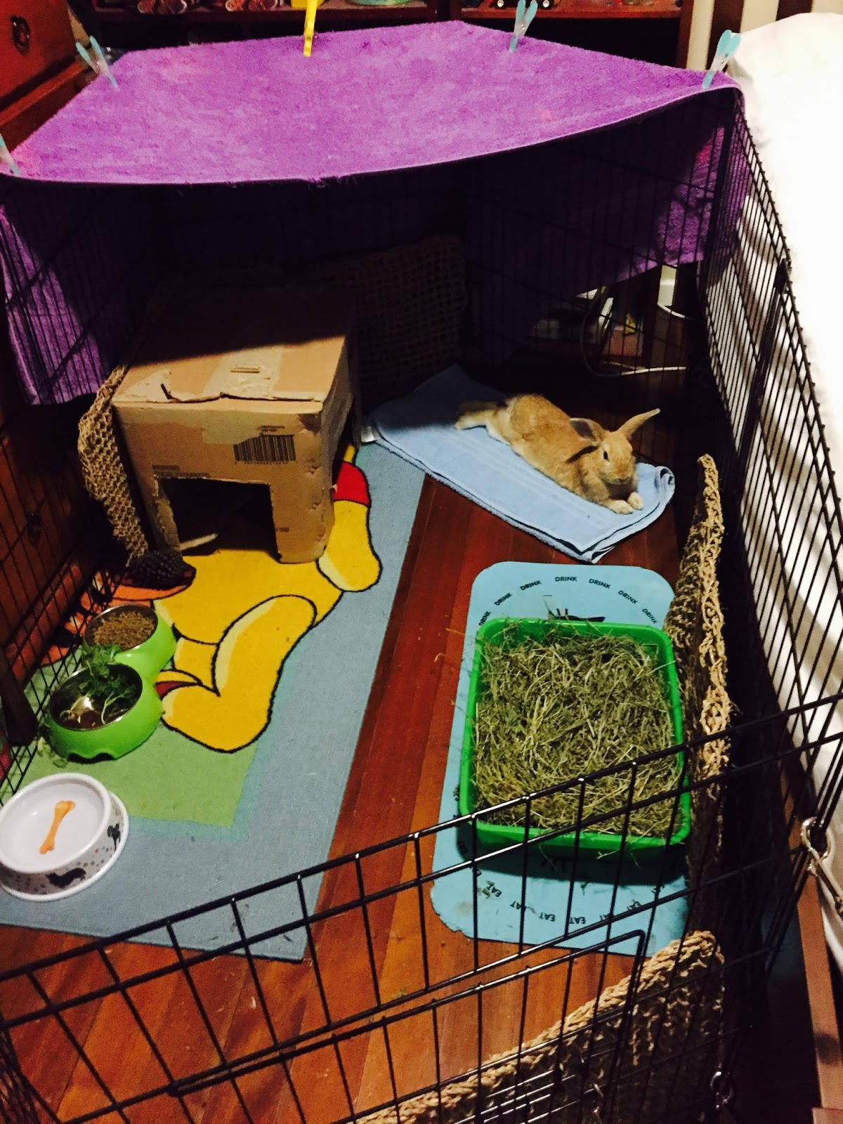 Rabbit Rescue Sanctuary