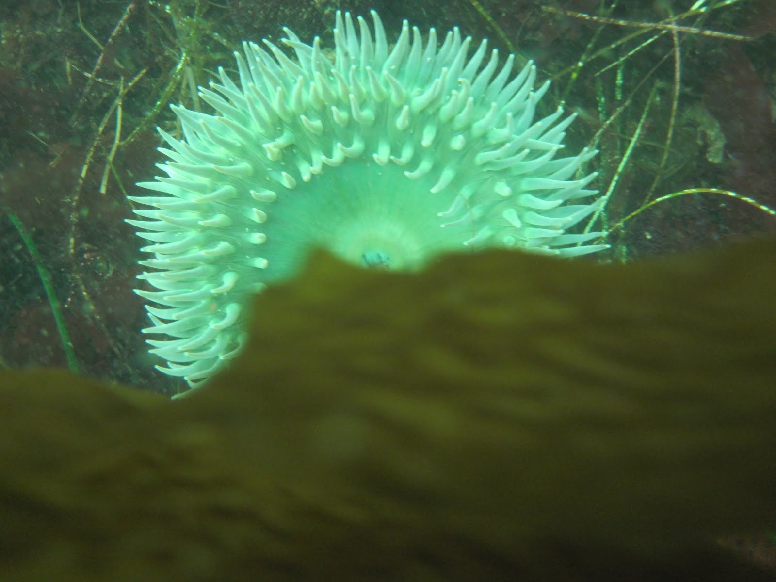 Matt Duckworth Underwater Flowers of the Sea