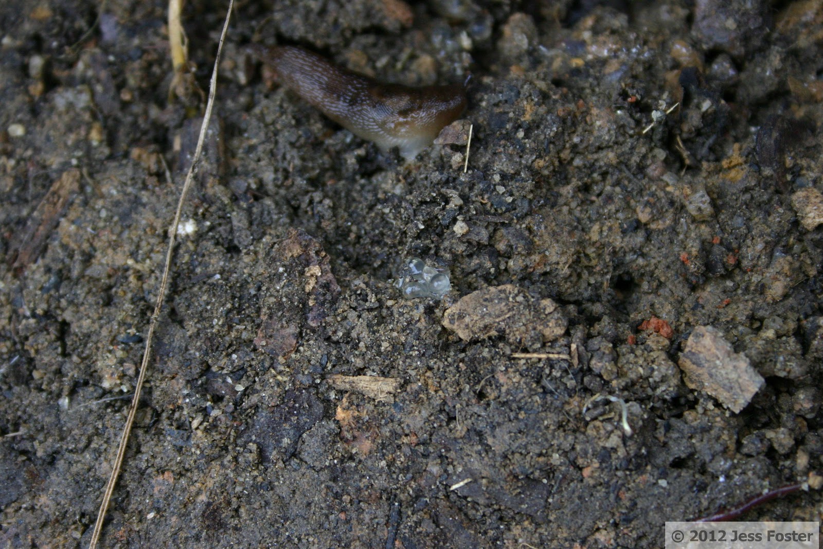 Sluggin' Along Slug Eggs Clutches 17, 18, 19, and 20