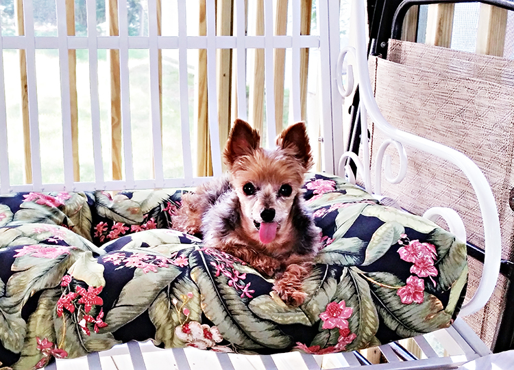 Miss Edna's Place: Pogo Is Loving The New Porch