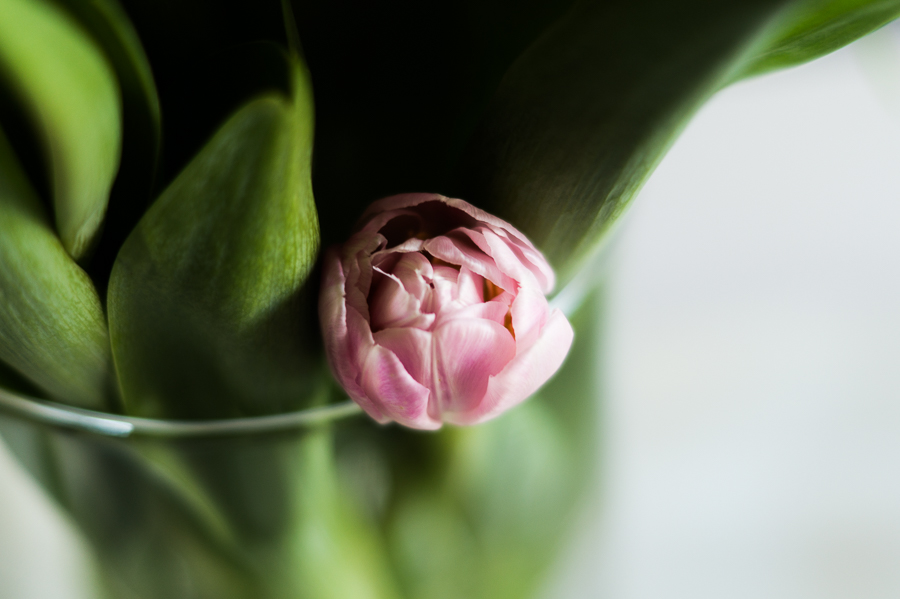 Blog + Fotografie by it's me! | fim.works | Die letzten Tulpen für dieses Jahr