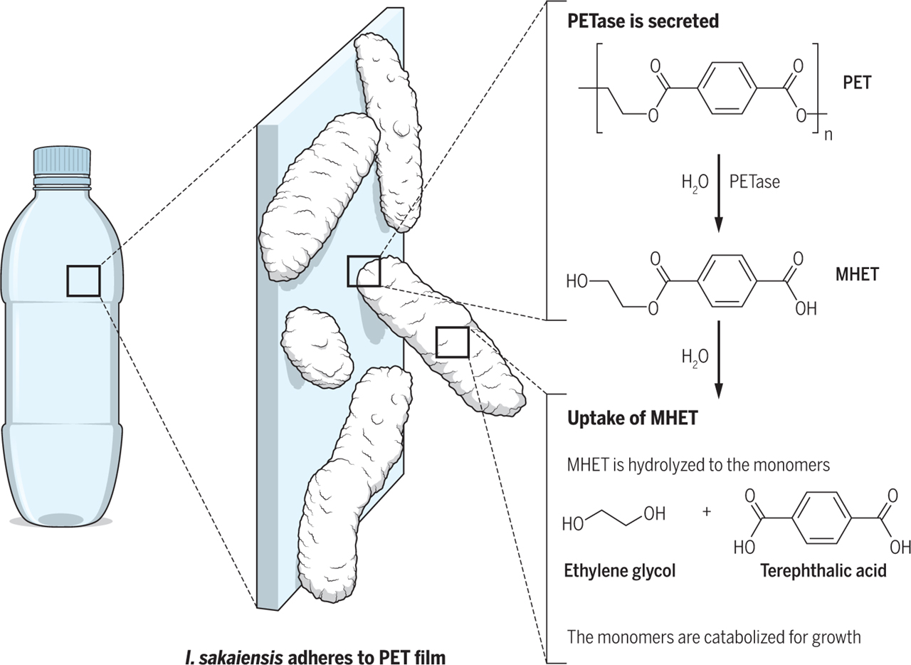 Rosa Rubicondior Bacteria Evolved to Eat Plastic