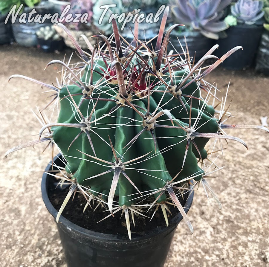 Vista del cactus Ferocactus herrerae