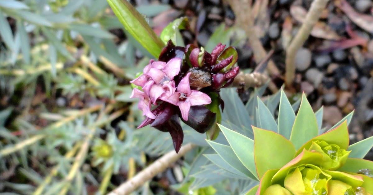 danger garden Daphne x houtteana, this can't possibly be normal
