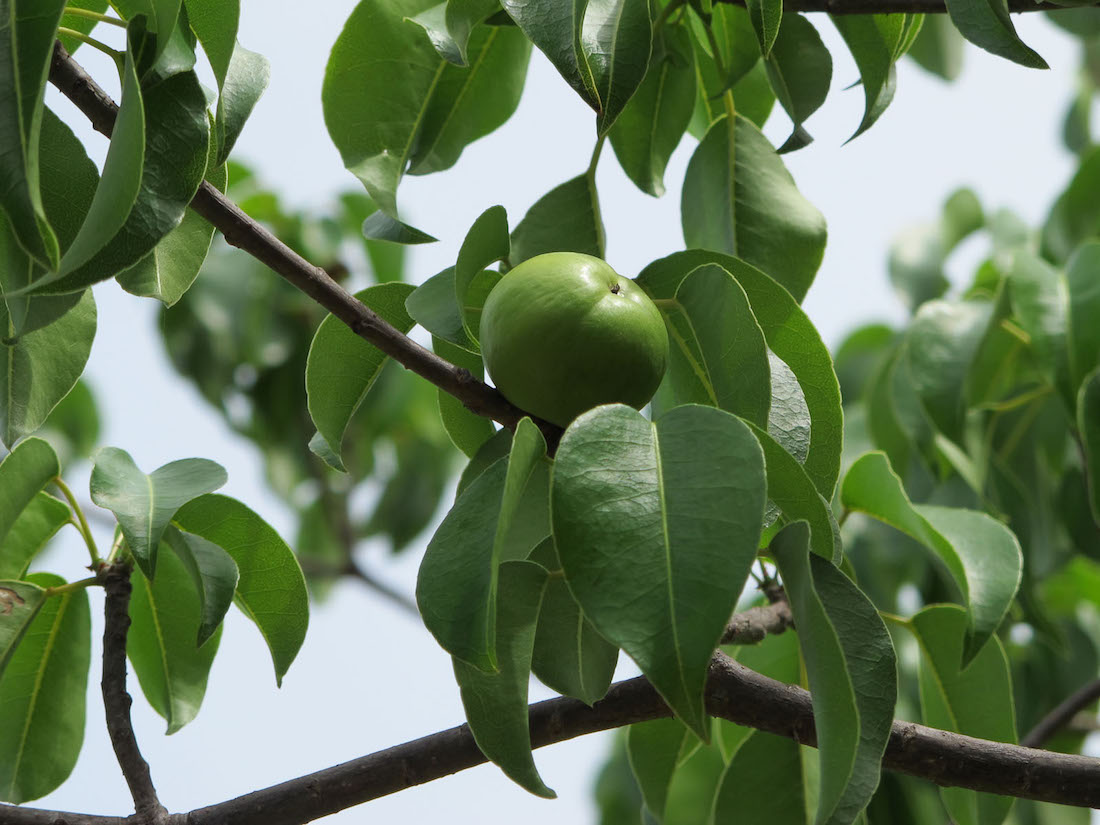 The Manchineel, the most poisonous tree, poison apple