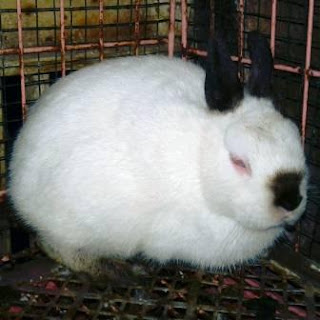 gambar kelinci himalayan gambar kelinci