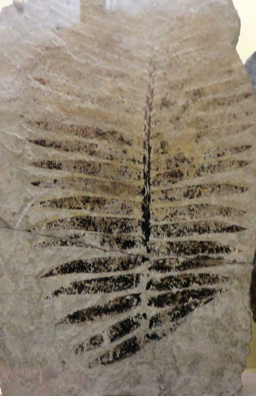 Louisville Fossils and Beyond Zamites feneonis Plant Fossil